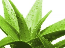 Cos'è l'aloe?