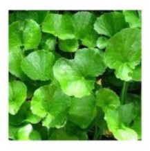 Cos'è la Centella?