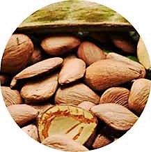 Cos'è l'olio di Pracaxi?