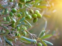 Perchè usiamo l'olio extravergine d'oliva